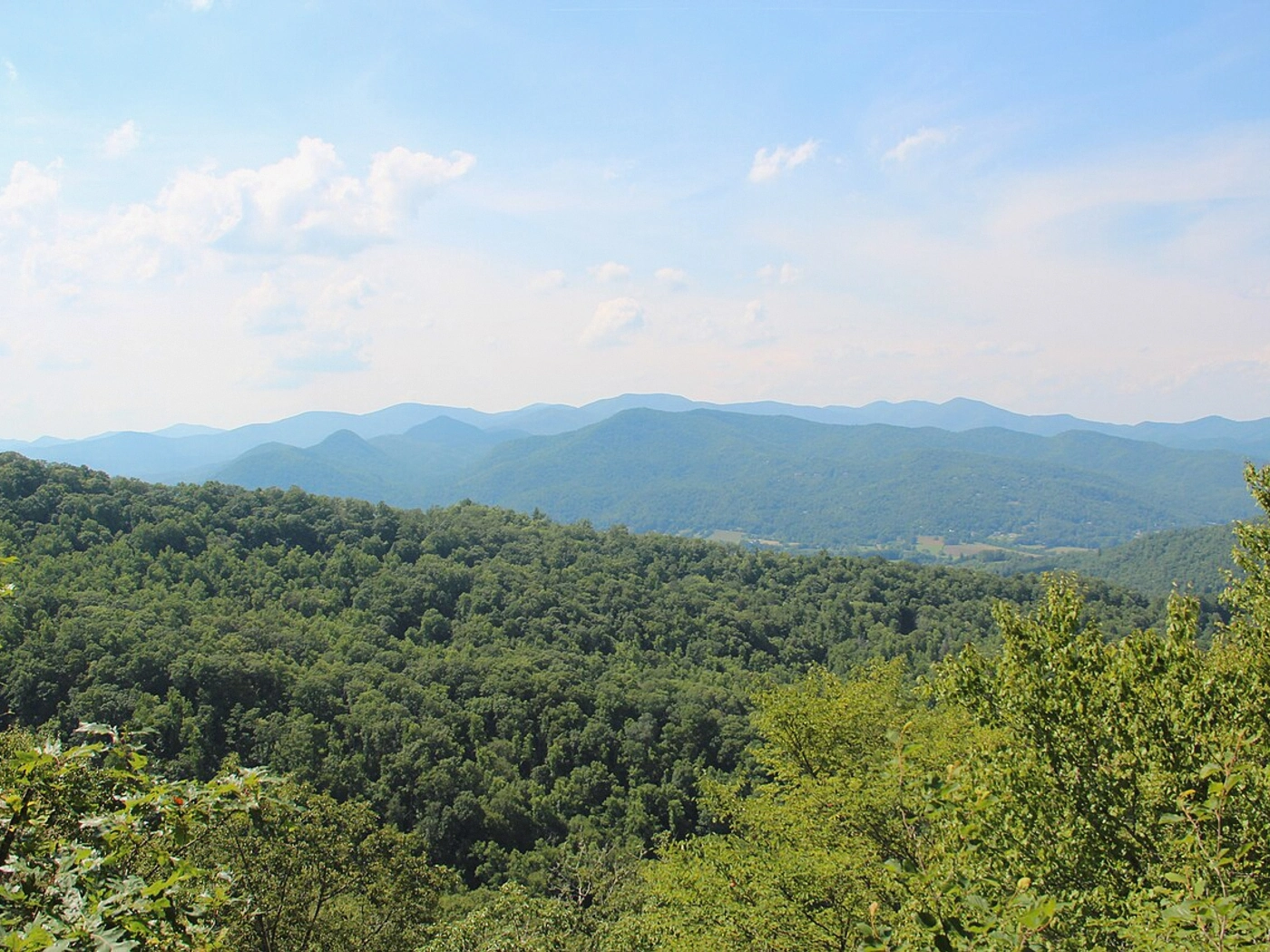 Timber Acreage in Macon